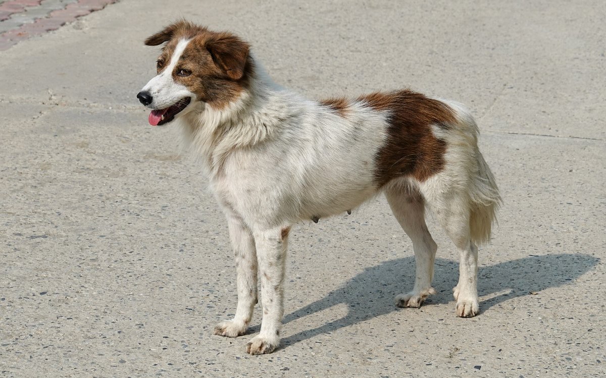 A friendly brown-and-white stray community dog standing outdoors in India (representative image)