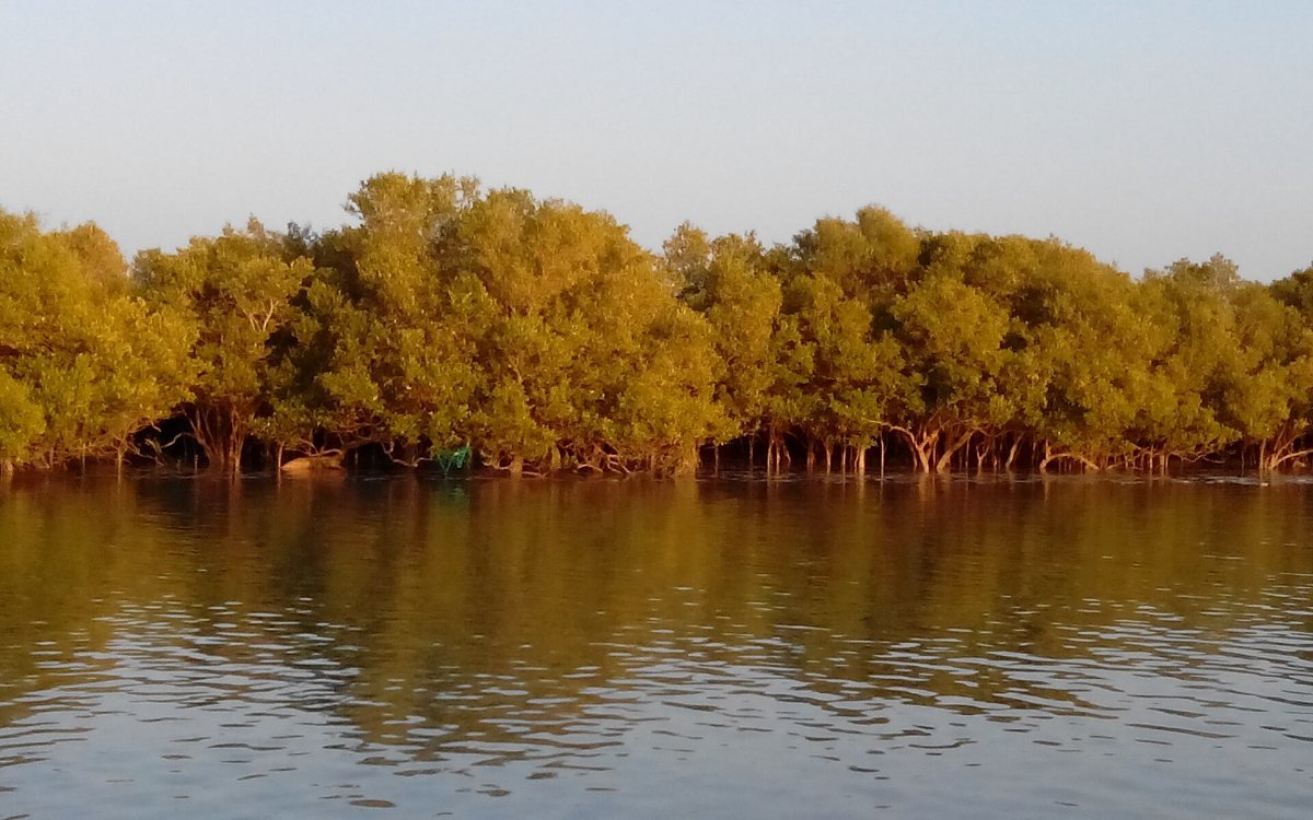 Mangroves in Gujarat along a water channel at Pirotan, Marine National Park, near Jamnagar (representative image)