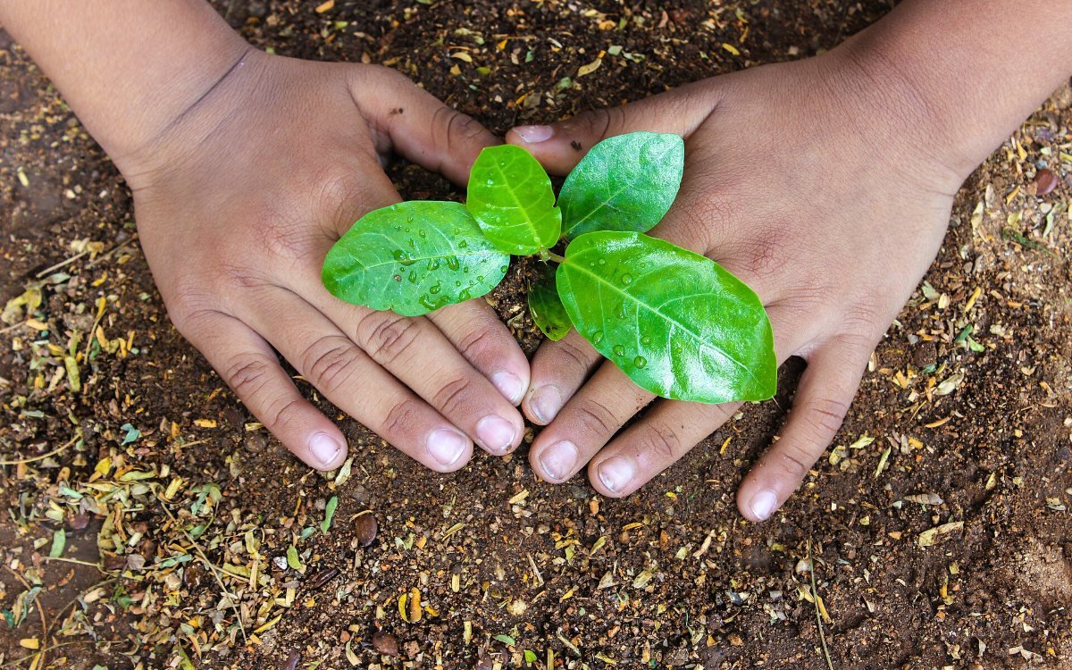 Tree plantation: hands planting a young sapling in dark soil (representative image)