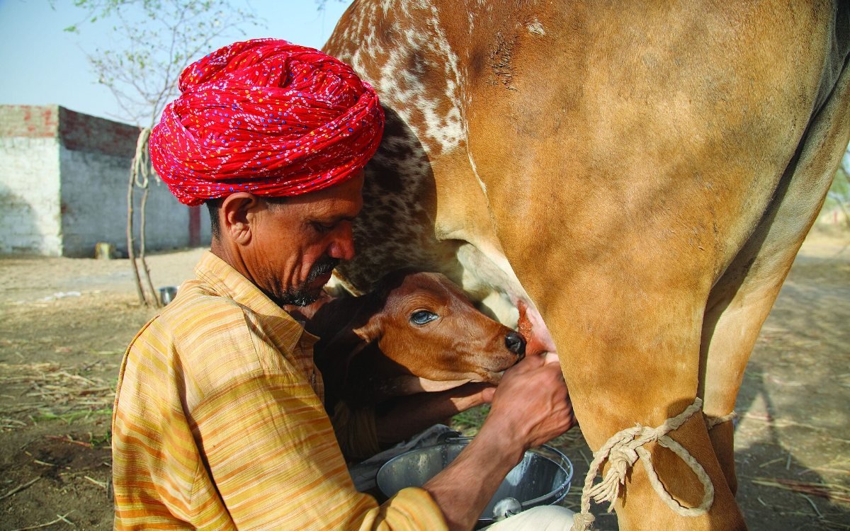 Cattle care: a farmer milking his cow while her calf feeds beside her in a village in Rajasthan, India (representative image)