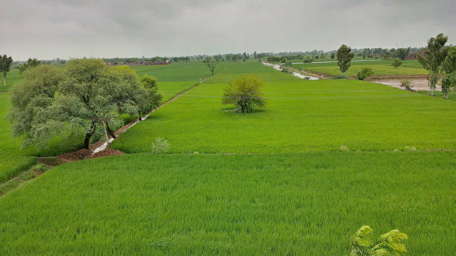 Green paddy fields and trees around a village in Punjab, India, after rain (representative image)