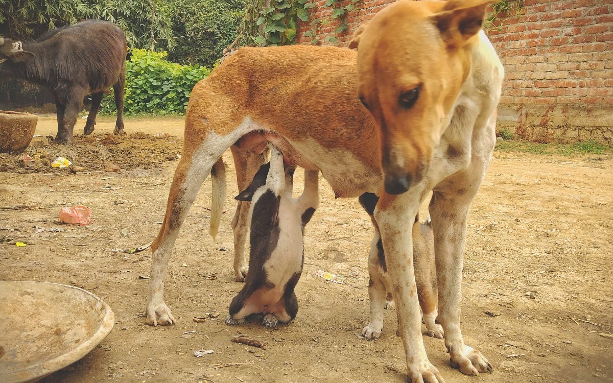 A stray mother dog nursing her puppies in a village courtyard in India (representative image)